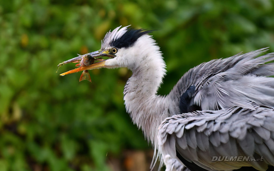 Grey heron (Ardea cinerea)